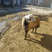 قوچ|حیوانات مزرعه|شراء, |دیوار