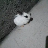 خرگوش