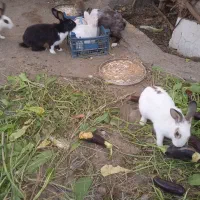 خرگوش بازیگوش و خانگی رودان سکل|موش و خرگوش|بیکاه, |دیوار