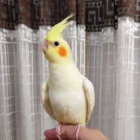 عروس هلندی