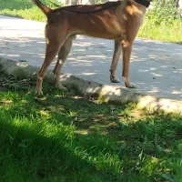 سگ‌ نگهبان