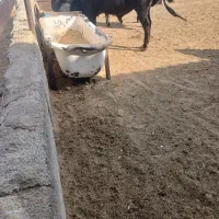 گوساله چاق