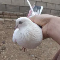 کفتر ماده