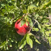 باغچه نقلی آقدره(سیدقلی)