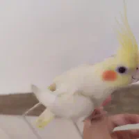 عروس هلندی لوتینو|پرنده|نجفآباد, منتظری شمالی|دیوار