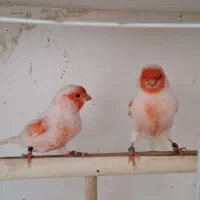 قناری موزاییکی