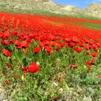 تور زیارتی سیاحتی قم وجمکران و تهران|تور و چارتر|اصفهان, شهرک میلاد|دیوار