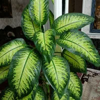 فروش گل خانگی