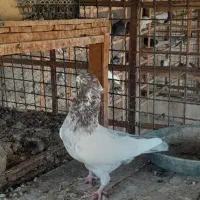 کهنه