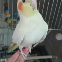 یک جفت عروس مولد