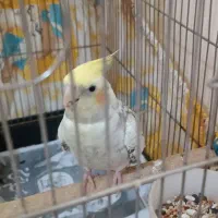 عروس هلندی نر|پرنده|شهریار, شهریار|دیوار