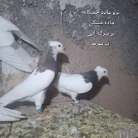 کفتر طوقی. آجری. الماسی.  مشکی سرکه ایی سرخ