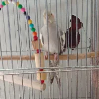 پرنده