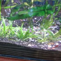 آکواریوم شیشه خم ۸۰سانتی با گیاه طبیعی و لوازم|ماهی|تبریز, |دیوار