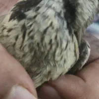 سهره|پرنده|بروجرد, |دیوار