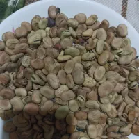 باقله بذری
