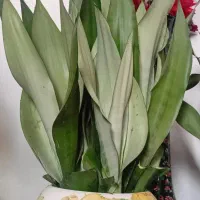 سانسوریا|گل و گیاه طبیعی|لاهیجان, آهندان|دیوار