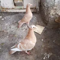 کبوتر میولمنز