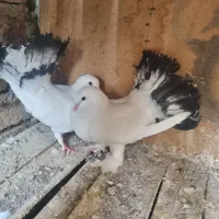 کبوتر زینتی