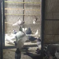 گمشده نر سبز.