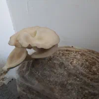 خوراک دام