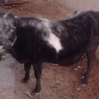 گاو آبستن|حیوانات مزرعه|پاتاوه, |دیوار