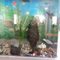 ماهی کت لجن خوار