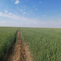 زمین کشاورزی اجاره داده می‌شود|اجارهٔ دفتر صنعتی، کشاورزی، تجاری|رامشیر, |دیوار