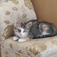 عقیم سازی