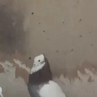 طوقی نر|پرنده|نقده, |دیوار