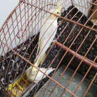 شهرستان شادگان روستای منصوره علیا