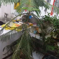 گل کاج مطبق  جهت تبادل