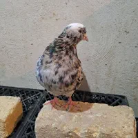 کبوتر هما