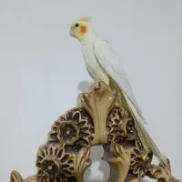 عروس هلندی|پرنده|شاهرود, |دیوار