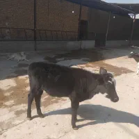 فروش گوساله ماده۱۲۰ کیلو|حیوانات مزرعه|شیراز, داریون|دیوار