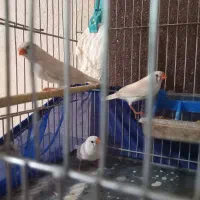 فنچ|پرنده|بومهن, |دیوار