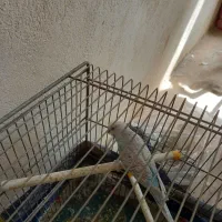 مرغ عشق