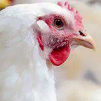 مرغ و خروس