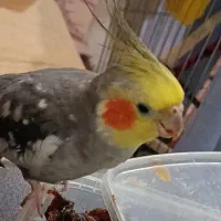 گمشده،عروس هلندی