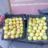 سیب شیرین ابدار سد تبارک قوچان