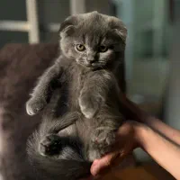 اسکاتیش کوچولو