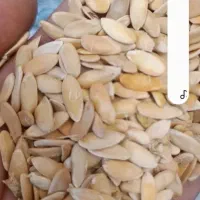 تخم خربزه امسالی