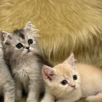 گربه بریتیش