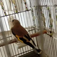 سهره کرمانی ماده|پرنده|صباشهر, |دیوار