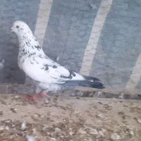 جفت سوسکی|پرنده|ماکو, |دیوار