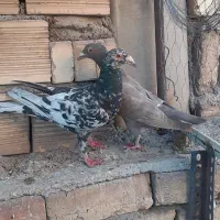 کبوتر دورگ و سهره