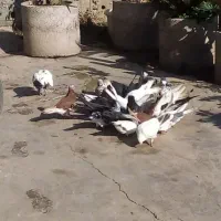 ۱۵ عدد کبوتر کلی دونه ۱۲۰