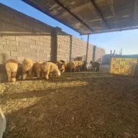 بره .نر ماده