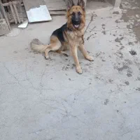 فروش سگ ژرمن|سگ|کیاشهر, |دیوار