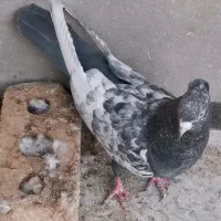 سینه|پرنده|شیراز, شهرک گلستان|دیوار